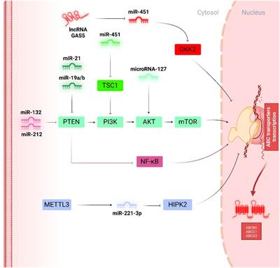 MiRNAs function in the development of resistance against doxorubicin in cancer cells: targeting ABC transporters